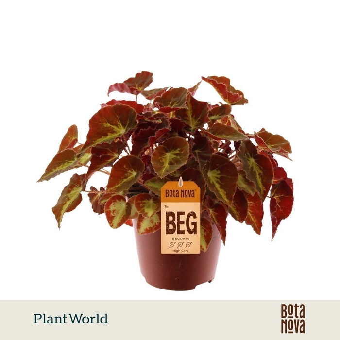 <h4>Begonia rex Montuno</h4>