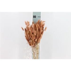 Dried Lagurus Bleached Antico