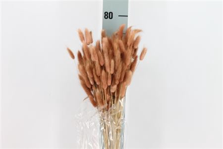 <h4>Dried Lagurus Bleached Antico</h4>