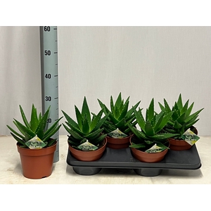 ALOE PERFOLIATA