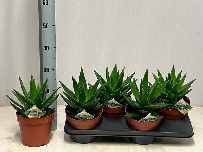 <h4>ALOE PERFOLIATA</h4>