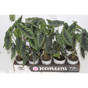 ALOCASIA VENUSTA P12