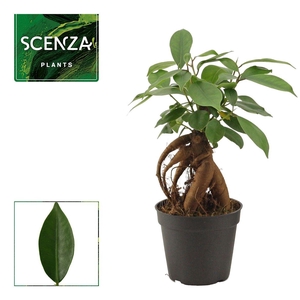 Ficus microcarpa Ginseng