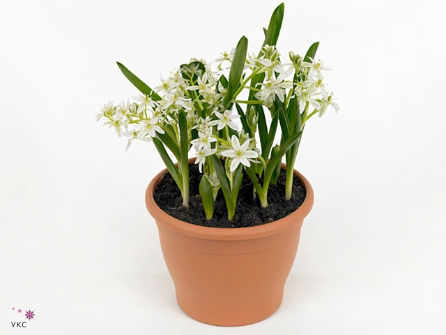 Ornithogalum balansae