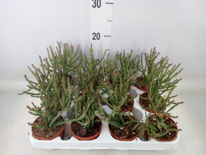 <h4>Senecio   ...</h4>