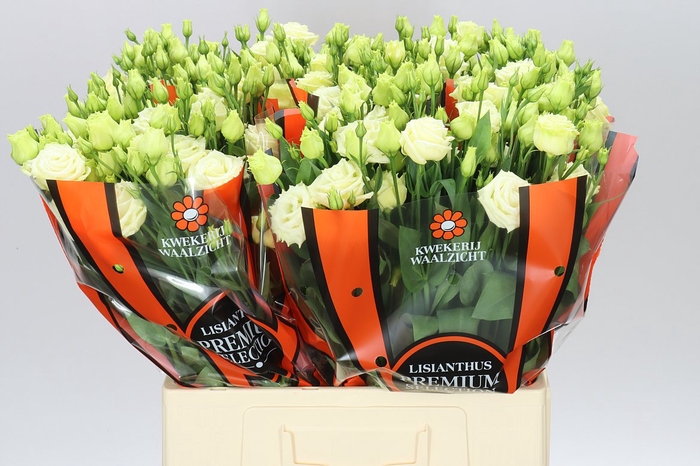 <h4>Eust Du Rosita Yellow 65cm</h4>