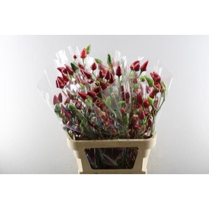 Sierfruit Pepers Xmas *(x6)