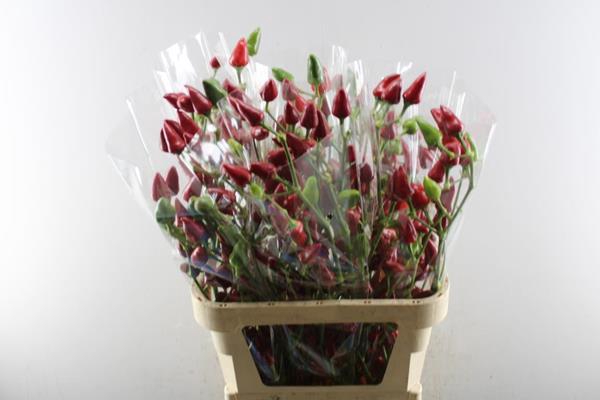 <h4>Sierfruit Pepers Xmas *(x6)</h4>