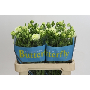 Ranunculus Butterfly Graces