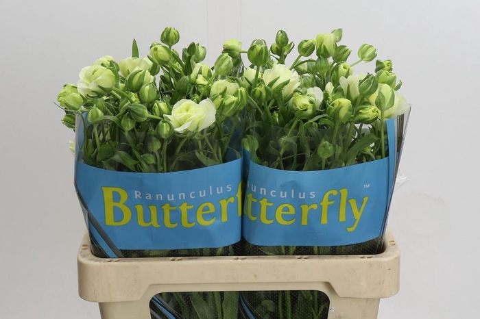 <h4>Ranunculus Butterfly Graces</h4>
