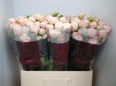 <h4>R Tr Britney</h4>