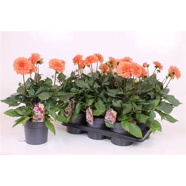 <h4>Dahlia (Decorative Grp) Labella Grande Coral</h4>