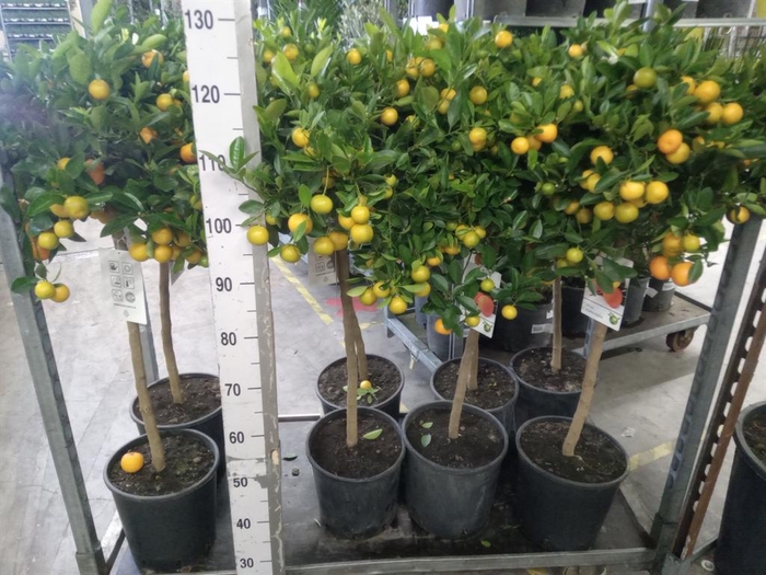 <h4>Citrus   ...</h4>