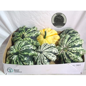 CUC PATISSON MIX
