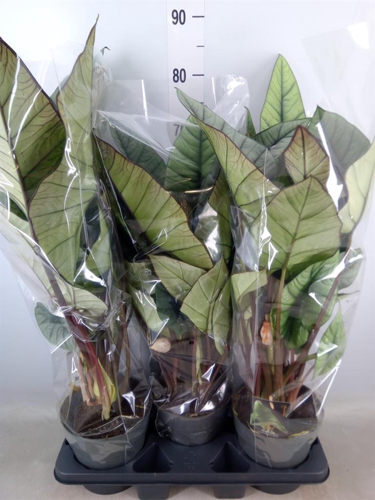 <h4>Alocasia  'Platinum'</h4>