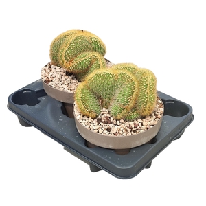 VATRICANIA GUENTHERI CRESTATA - POT Ø 20 (CACTUS)