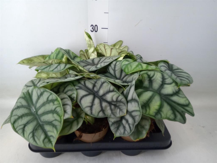 <h4>Alocasia   ...</h4>