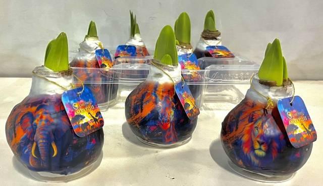 <h4>BLOEMBOL HIPPEASTRUM</h4>