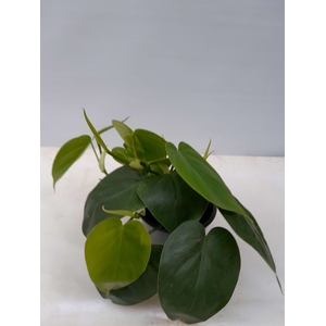 PHILODENDRON SCANDENS P12