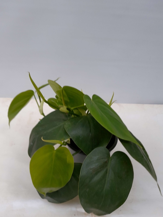 PHILODENDRON SCANDENS P12