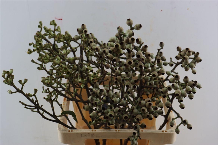 <h4>Euca Torriliana</h4>