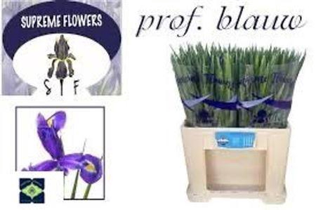 <h4>Iris Prof Blaauw</h4>