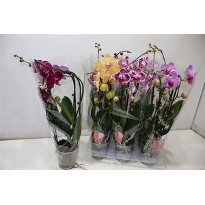 Phal El Cascade