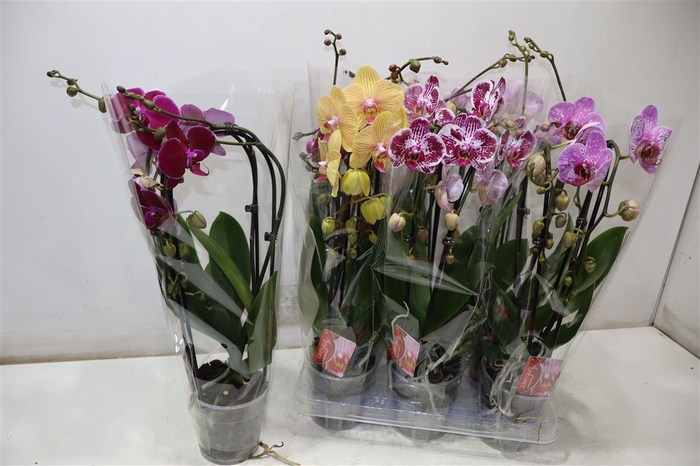 <h4>Phal El Cascade</h4>