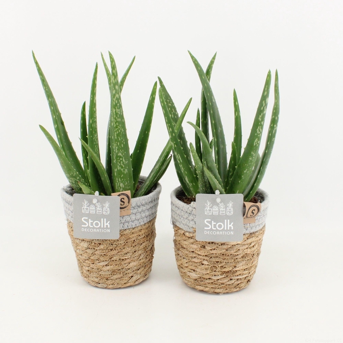 <h4>Aloe Vera in Basket</h4>