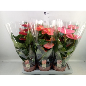 Anthurium   ...mix 4