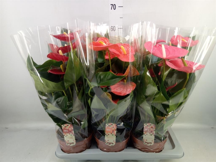 <h4>Anthurium   ...mix 4</h4>