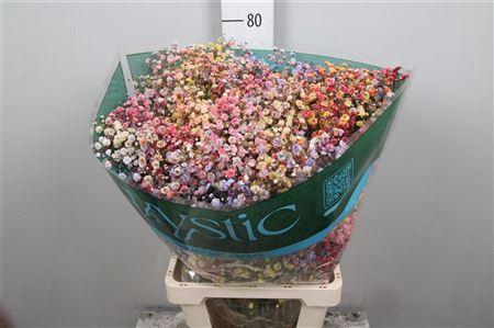 <h4>Gyps Rb Tinto De Verano Blossom</h4>