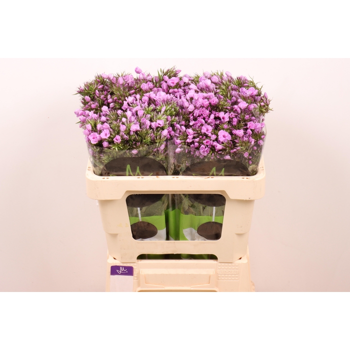 <h4>PHLOX PB VIOLET EYES</h4>