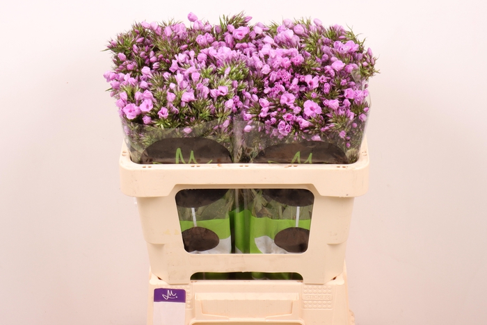 PHLOX PB VIOLET EYES