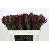 Leucadendron Saf Sunset Dark R.
