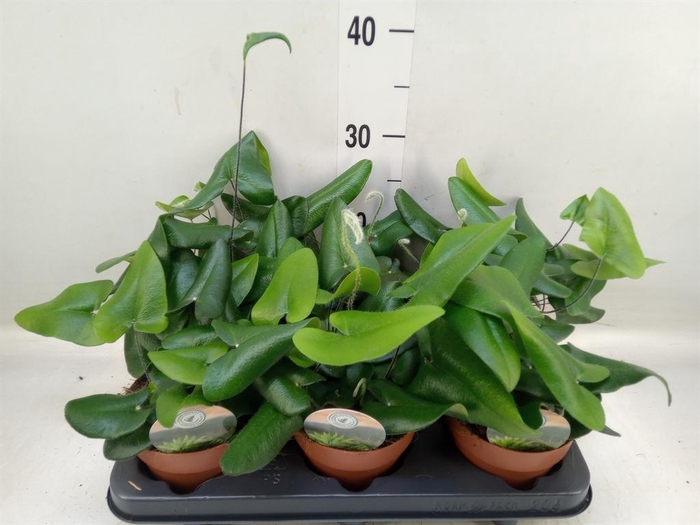 <h4>Hemionitis arifolia</h4>