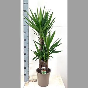 YUCCA