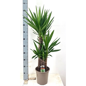 YUCCA