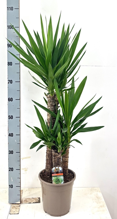 <h4>YUCCA</h4>