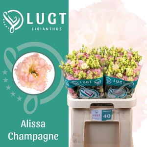 Lisianthus do alissa champagne