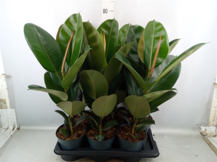 <h4>Ficus elastica 'Robusta'</h4>