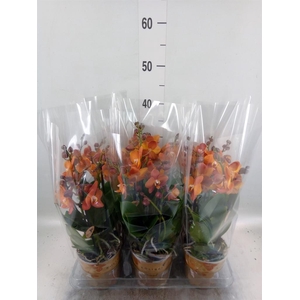 Phalaenopsis multi. 'Ant Las Vegas'