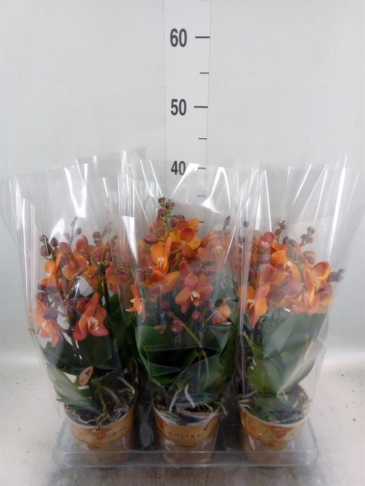 <h4>Phalaenopsis multi. 'Ant Las Vegas'</h4>