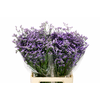 Limonium Maine Blue