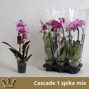 PHAL EL CASCADE