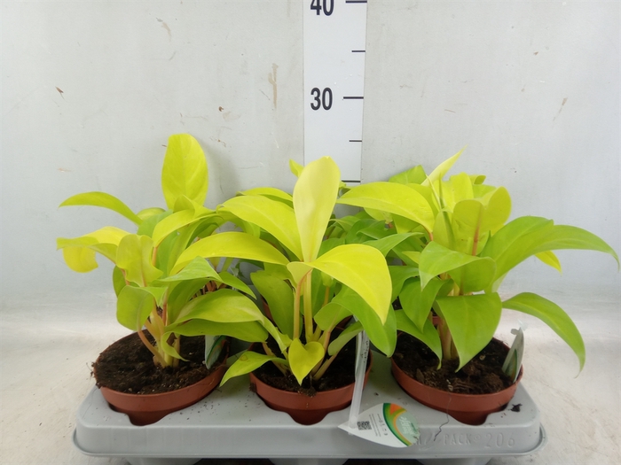 <h4>Philodendron  'Malay Gold'</h4>