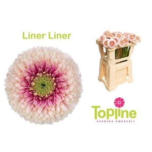 Ge Mb Bol Linerliner