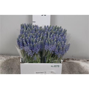 Muscari Armeniacum