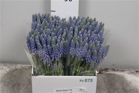 <h4>Muscari Armeniacum</h4>