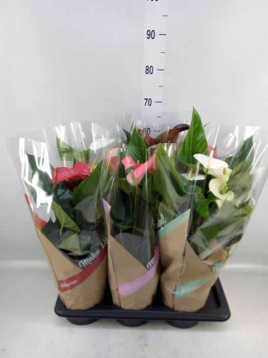 <h4>Anthurium   ...mix 4</h4>